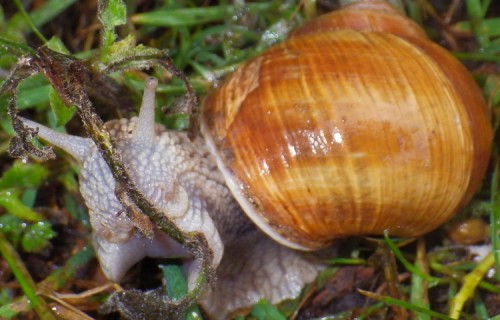 IMGP3722.JPG