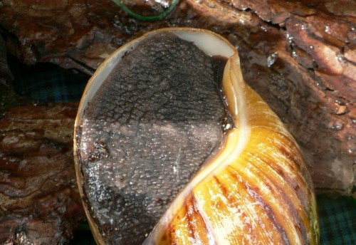 ovum_3.jpg