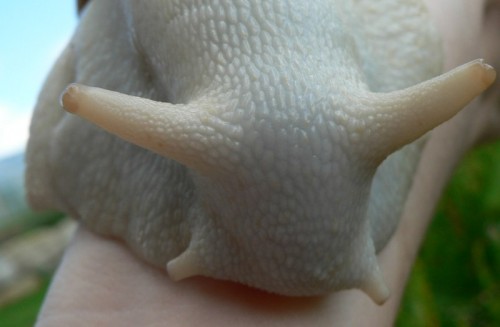 ovum_albino.jpg