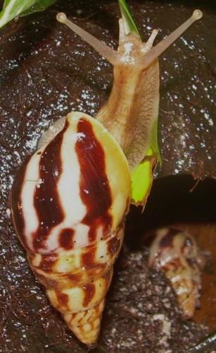DSCN8247.JPG