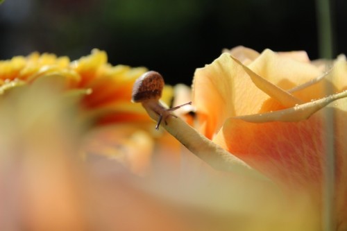 Elea5_9.10.15-pp.jpg