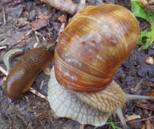 IMGP3256.JPG