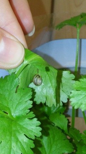 Schnecke.jpg