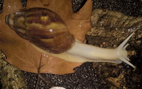 Schnecke1.jpg