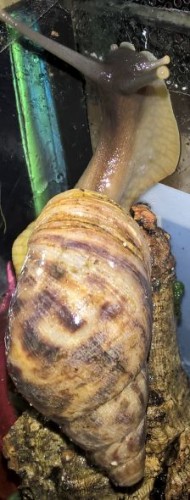 Schnecke2.jpg