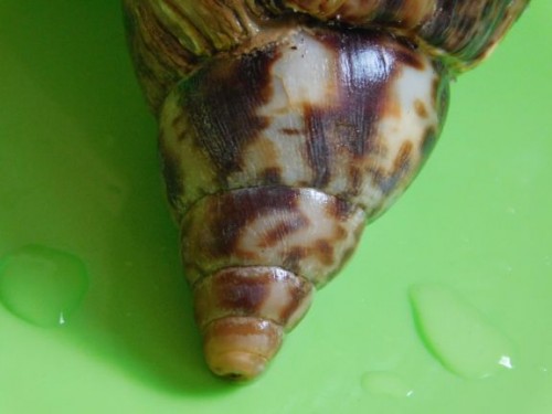 Apex Schnecke.jpg