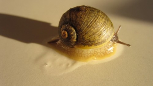 schneck!.jpg