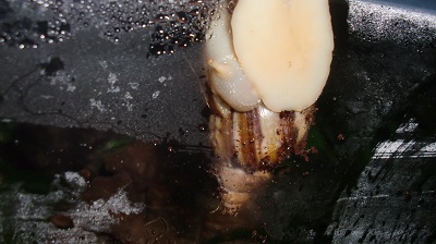 Tierbilder März 2016 066.JPG