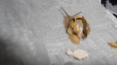 Tierbilder Mai 041.JPG