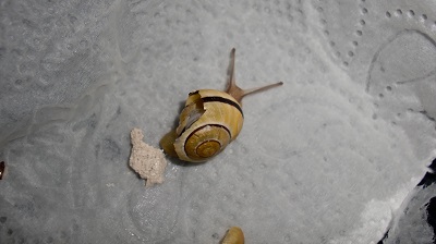 Tierbilder Mai 040.JPG