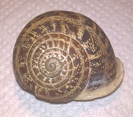 Baumschnecke3.jpg