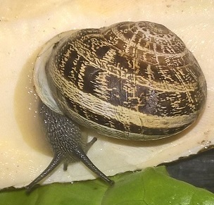 Baumschnecke4.jpg