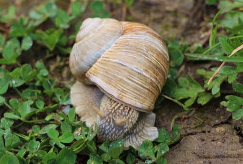 schnecke_01_l.jpg