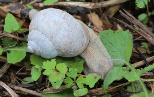 schnecke_02_l.jpg