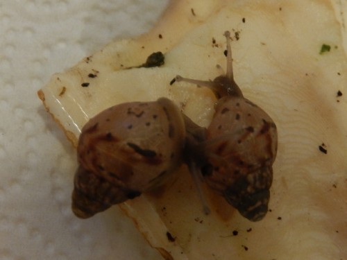 DSCN3596-links Kiki-rechts Sally.JPG