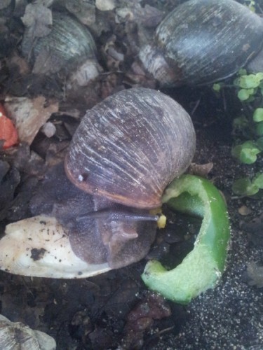 archachatina ventricosa.jpg