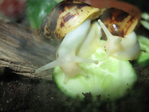 lecker gurkeklein.jpg