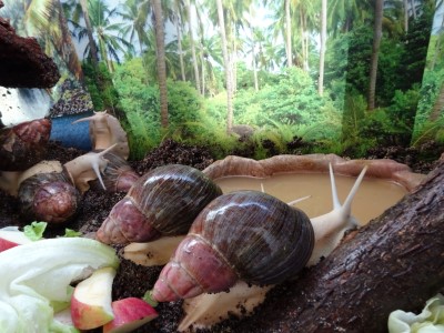 A. ventricosa (2).JPG