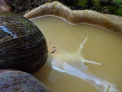 A. ventricosa (3).JPG