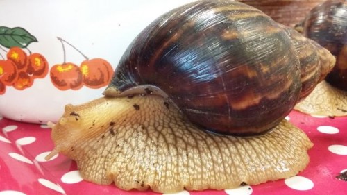 Mutterschnecke2.jpg