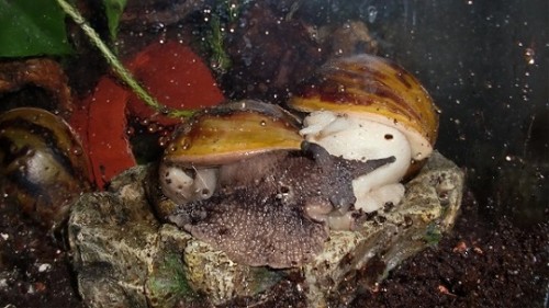 Tierbilder Juni+Juli 2016 001.JPG