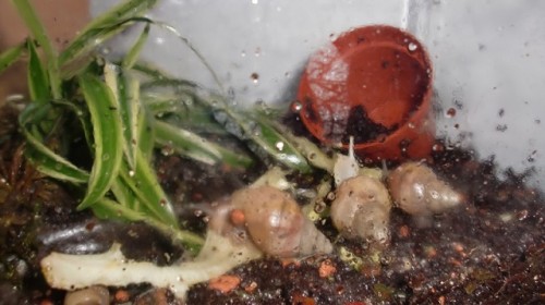 Tierbilder Juni+Juli 2016 002.JPG