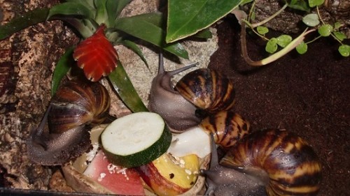 Tierbilder Juni+Juli 2016 004.JPG