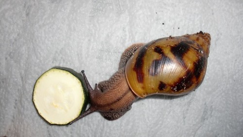 Tierbilder Juni+Juli 2016 006.JPG