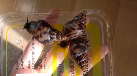 Tierbilder Juni+Juli 2016 025.JPG