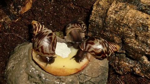 Tierbilder Juni+Juli 2016 029.JPG