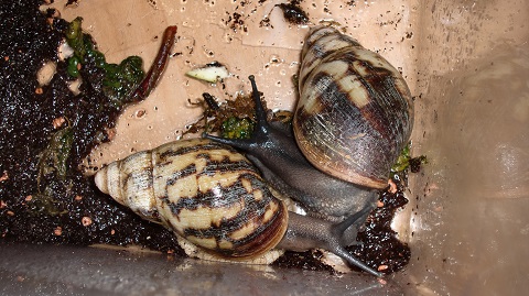 Tierbilder Juni+Juli 2016 037.JPG