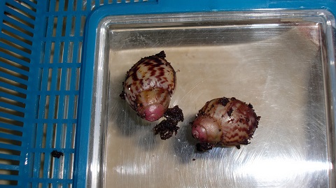 Tierbilder Juni+Juli 2016 059.JPG