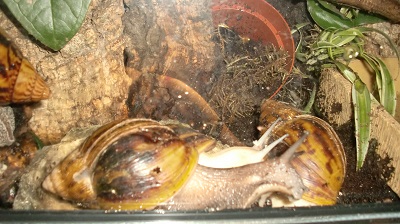 Tierbilder Juli 009.JPG