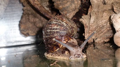 Tierbilder Juli 010.JPG