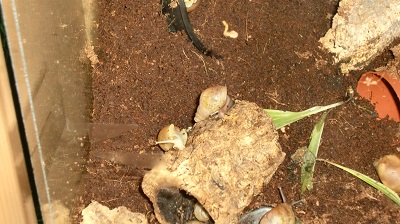 Tierbilder Juli 013.JPG