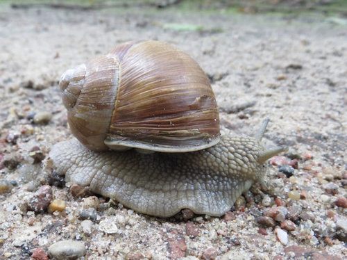 foto_polen_weinbergschnecke.jpg