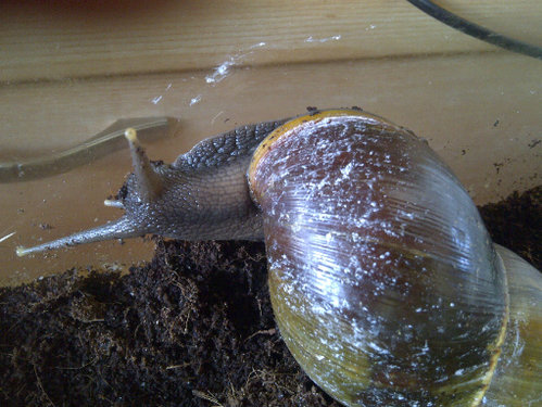 Ferien Schnecke aufgwacht.jpg