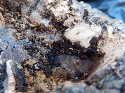DSCN4539.JPG