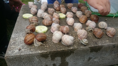 Schnecken Ausflug 2.jpg