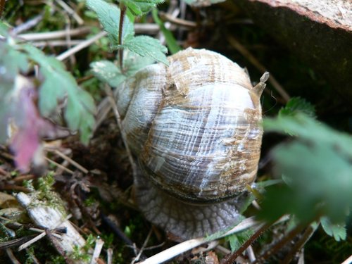 weinbergschnecke_01.jpg