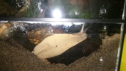 Tauchschnecke 1.jpg