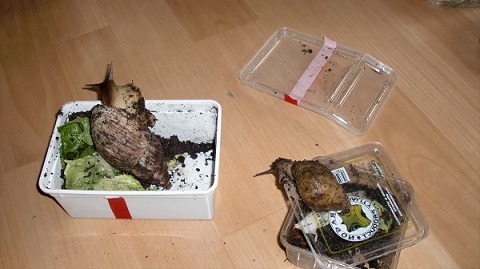 Tierbilder August 2016 090.JPG