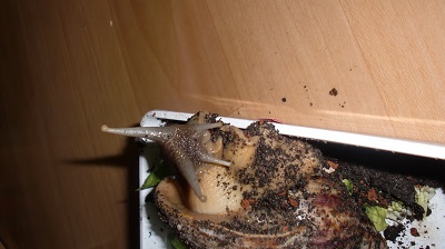 Tierbilder August 2016 092.JPG