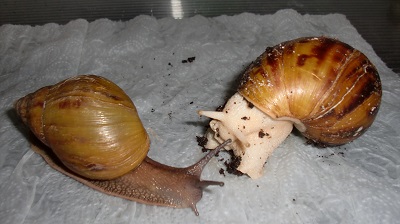 Tierbilder August 2016 094.JPG