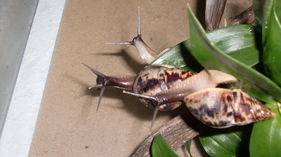 Tierbilder August 2016 098.JPG