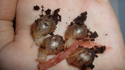 Tierbilder August 2016 050.JPG