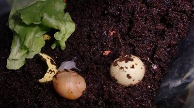 Tierbilder August 2016 089.JPG