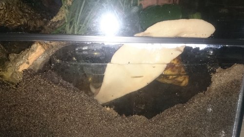 Tauchschnecke 1b.jpg