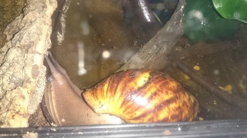 Tauchschnecke 5.jpg
