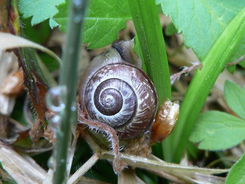 baumschnecke_02.jpg